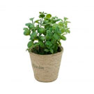 Mini Vaso Papel Jade Sucullent Verde